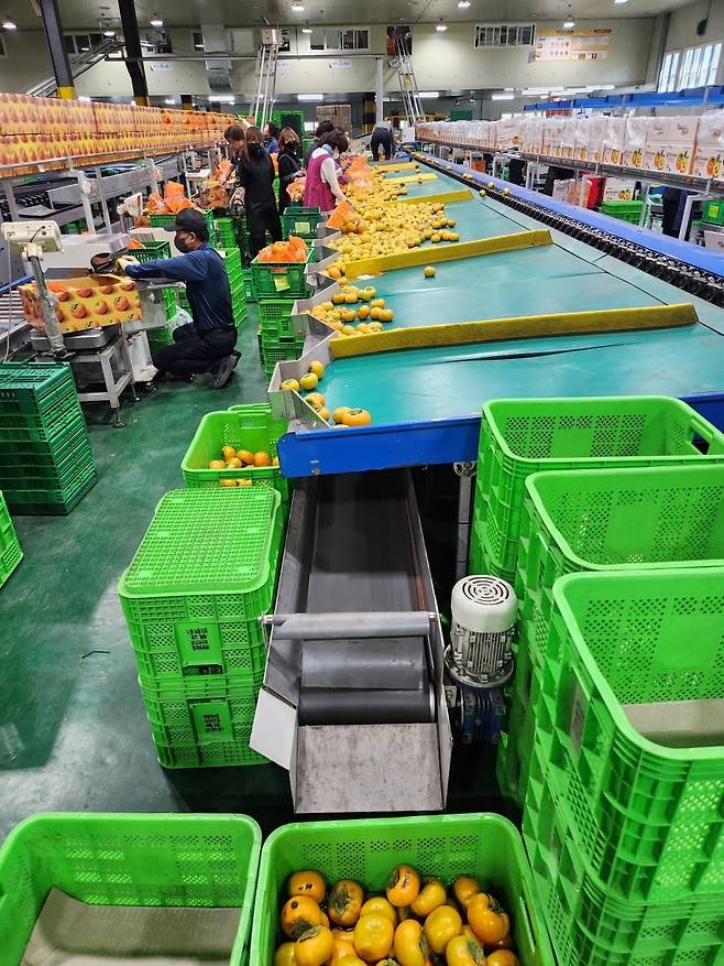 경남 창원에 있는 북창원농협 단감 선별장 이미지 / 사진=롯데마트 제공