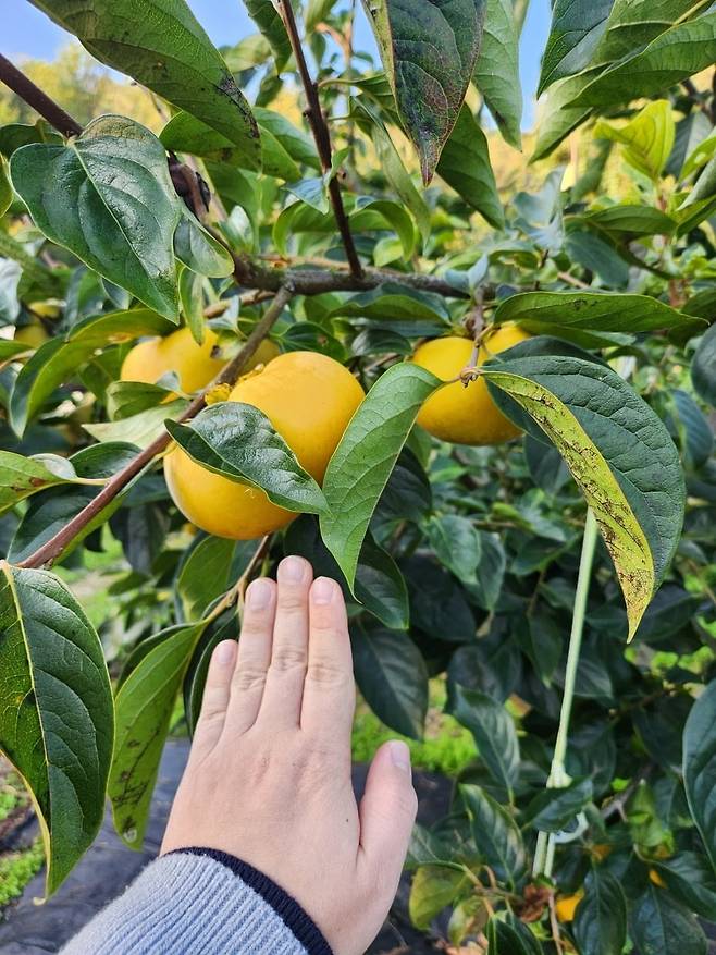 전남 영암군에 위치한 감풍 단감 산지의 모습 / 사진=롯데마트 제공