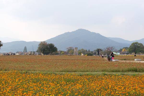 경주 첨성대 주변에 펼쳐진 꽃밭.