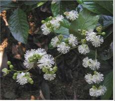 국립생물자원관이 오는 13일 통상실시권 계약을 통해 해외생물자원에서 발굴한 특허 3건을 기업에 이전한다. 사진은 항비만 효능을 지난 테트라세라 로우레이리.&nbsp;국립생물자원관