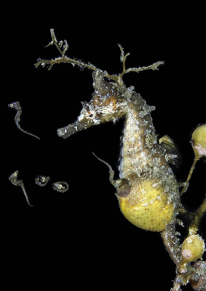 육아낭에서 키운 새끼를 낳고 있는 수컷 해마 수컷 한국해마(Korean seahorse·Hippocampus haema)가 육아낭에서 키운 새끼를 낳고 있다. [Jinggong Zhang 제공. 재판매 및 DB 금지]