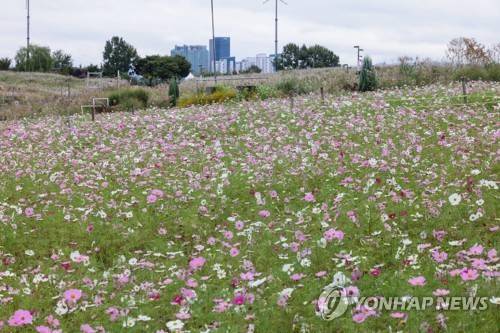 하늘공원에 활짝 핀 코스모스 [사진/백승렬 기자]