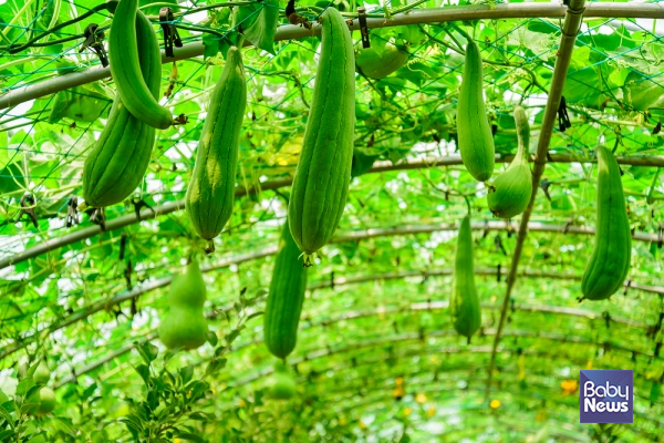 고대 이집트에서도 수세미를 '하늘이 내려준 물'이라고 불리며 귀하게 여겼다. ⓒ베이비뉴스