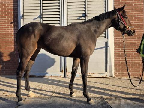 닉스고원. 사진 | 한국마사회