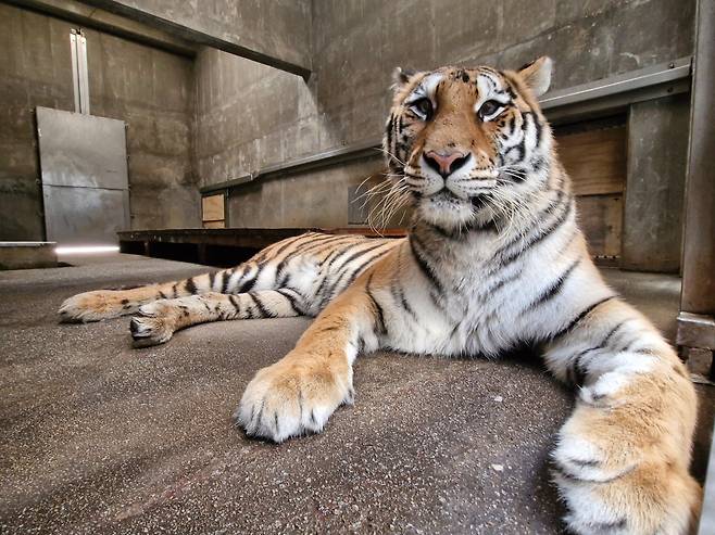 지난달 22일 대전오월드에서 경북 봉화군의 국립백두대간수목원 호랑이숲으로 온 백두산호랑이 '미령'. 2021년생 암컷으로 올해 4세며 호랑이숲 막내다./한국수목원정원관리원