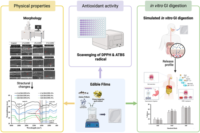 국립창원대 김미정 교수 연구팀의 청귤 껍질 활용 친환경 기능성 식용필름 개발 연구 개략도. 창원대 제공