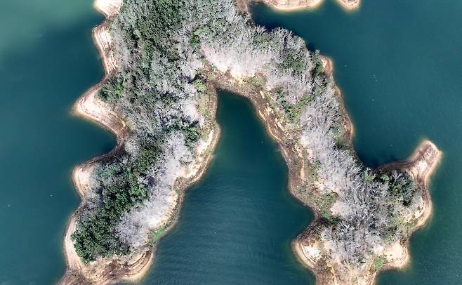 지난달 20일 경북 안동시 안동호에 정착해 텃새화된 민물가마우지의 개체수가 급격히 늘어나면서 배설물 피해로 인근 나무들이 잇따라 말라 죽어가고, 호수 주변 경관이 점점 흉물스럽게 변해가고 있다. /신현종 기자