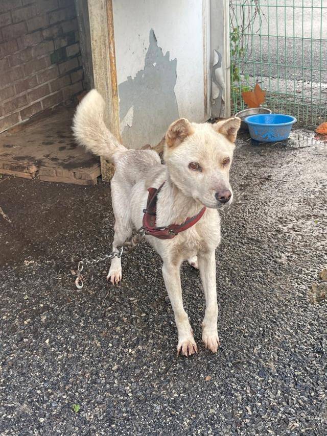 살랑이는 실제 돌보고 있는 사람이 있었지만, 실제 생활은 '돌봄'과는 다소 거리가 멀었다는 게 동물자유연대 활동가들의 설명이었다. 동물자유연대 제공