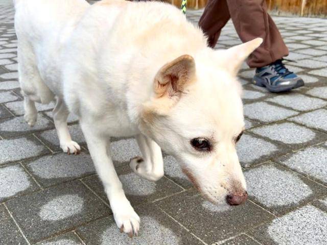 앞이 보이지 않지만 살랑이는 산책을 나갈 때도 자기 의사 표현이 확실하다. 동그람이 정진욱