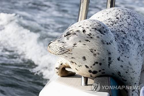 범고래에 쫓기다 사진작가 보트로 피신한 물개 [AP 연합뉴스]