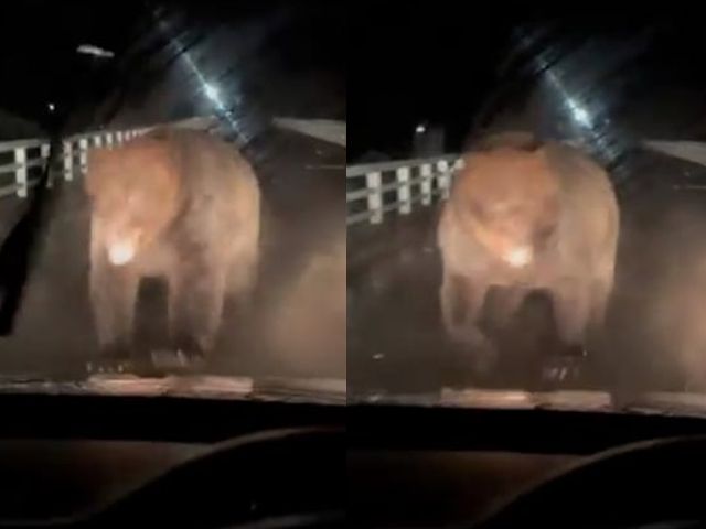 주행 중인 차량에 곰이 달려들고 있는 모습. SNS 캡처
