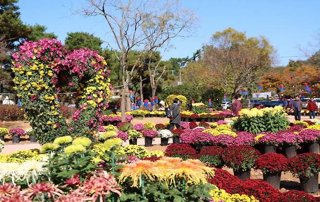 '꽃과 바다의 도시' 충남 태안의 가을을 수놓은 '2025 꽃과 바다 태안국화축제'가 총 5만 3천 명의 방문객 수를 기록하며 성황리에 막을 내렸다. 사진은  '2025 태안 국화축제' 모습. 태안군 제공
