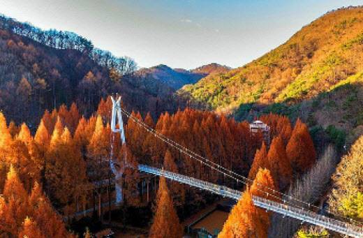 대전의 장태산휴양림 전경. (사진=대전시 제공)