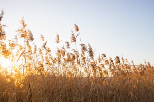 가을철 해질 무렵 주황빛 노을이 갈대 숲을 물들이는 순간은 신성리 갈대숲이 '가을 최고의 풍경지'로 불리는 이유를 여실히 보여준다. 서천군 제공