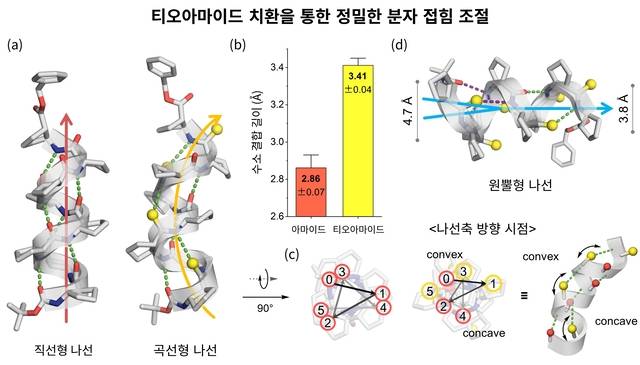 티오아마이드 치환을 통한 정밀한 분자 접힘 조절 개념도. KAIST 제공.