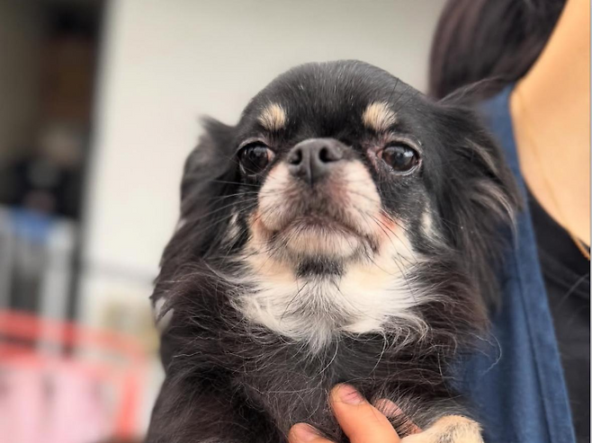 사람이 좋지만 아직 겁도 많은 보니. 동물보호단체 네스트 제공