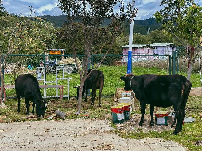 리조트에서 만날 수 있는 염소들 / 사진=권효정 여행+ 기자