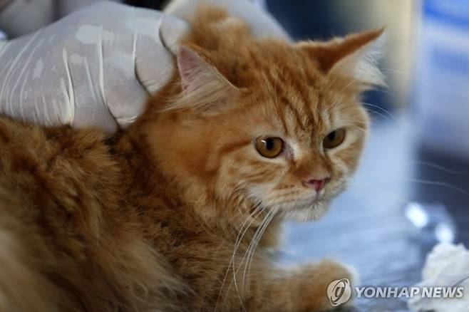 치료받는 고양이. 연합뉴스
