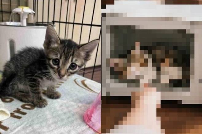 대만의 한 남성 페이스북 계정에 새끼 고양이를 전자레인지에 넣어 학대하는 영상이 올라와 논란이 됐다. 현지 수사 당국은 해당 영상이 AI로 생성된 가짜일 가능성을 염두에 두고 수사를 진행하고 있다. 가오슝시 시의원 공개