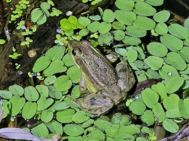 ▲ 금개구리. /사진제공=인천녹색연합