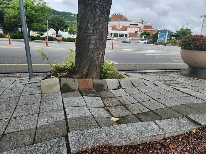 ▲ 7월 의성읍 종합운동장 맞은편에서 실시된 사업대상지 조사 당시 왕벚나무 돌출 뿌리가 인도 블록을 여러 겹으로 밀어 올리며 보행로가 울퉁불퉁하게 변형된 현장이 확인되고 있다. 의성군