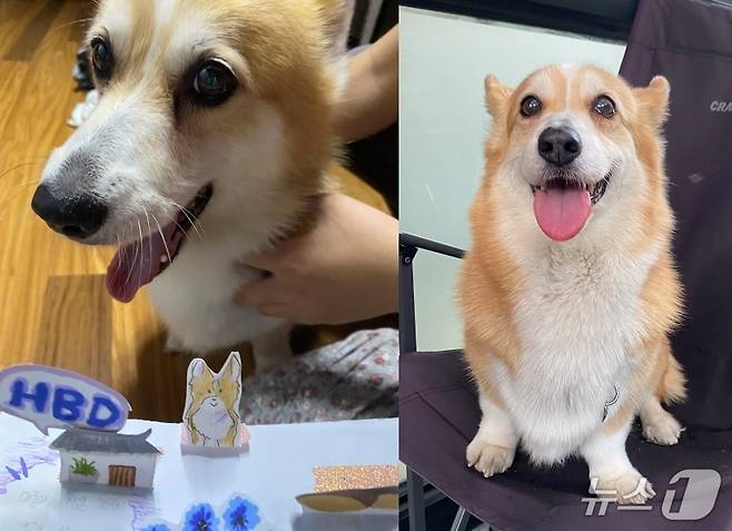 마롱이가 아프기 전 모습(보호자 제공) ⓒ 뉴스1