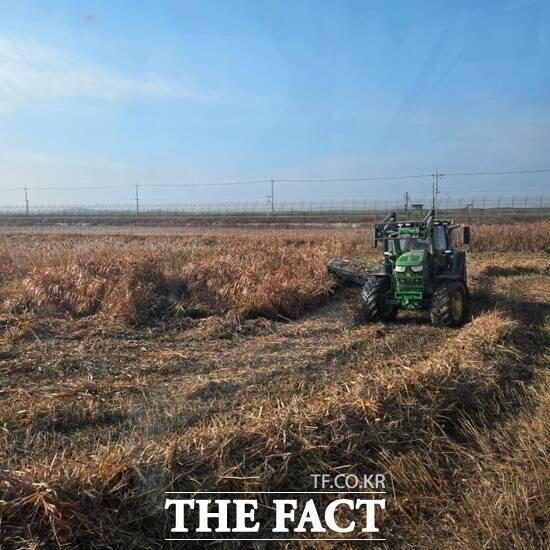 경기도가 축산 농가의 사료비 부담을 줄이기 위해 한강하구 자생 갈대 사료화 사업을 재개한 가운데 최근 경기 김포시 지역에서 갈대 수거 작업이 진행되고 있다. /경기도