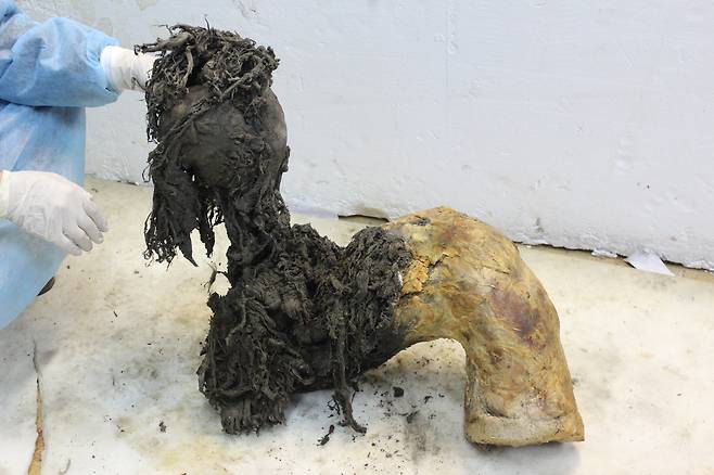 시베리아에서 발견된 4만 년 전 매머드의 다리. 스웨덴 연구진이 여기서 RNA를 추출해 유전정보까지 해독했다./스웨덴 스톡홀름대