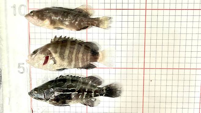 사진 위부터 붉바리, 능성어(구문쟁이), 자바리(다금바리)