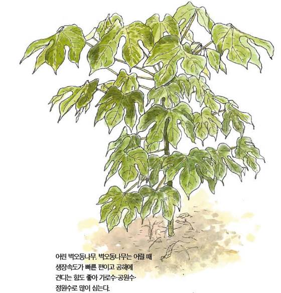 우리 주변 식물들의 비밀 이야기 68 벽오동나무