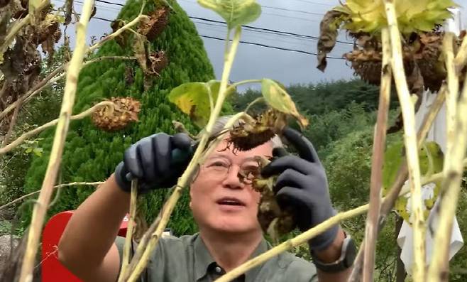 문재인 전 대통령이 해바라기씨를 수확하는 모습. (사진=유튜브 캡처)
