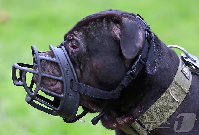 입마개를 한 '아메리칸 불리 XL' 품종의 개. (사진은 기사 내용과 무관함) 2024.01.12. ⓒ 로이터=뉴스1 ⓒ News1 윤다정 기자