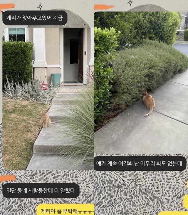 날라 가출 당시 집 앞을 지켜줬던 게리! 보호자 제공