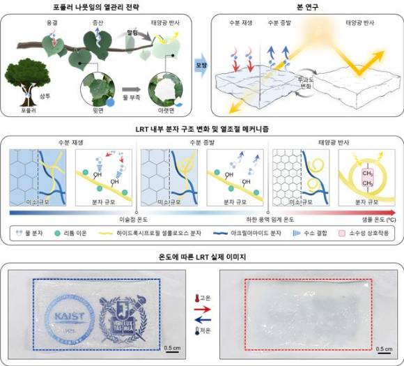포플러 나뭇잎의 열관리 전략을 본뜬  하이드로겔 기반 자율 온도조절기의 작동 개념도. 온도 변화에 따라 스스로 조절할 수 있다. [사진=KAIST]