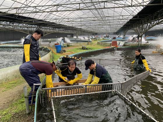 경기귀어학교 2023년 1기생들이 포천시 일동금주산양식장에서 송어 양식 체험을 하고 있다. 사진 경기도 해양수산자원연구소