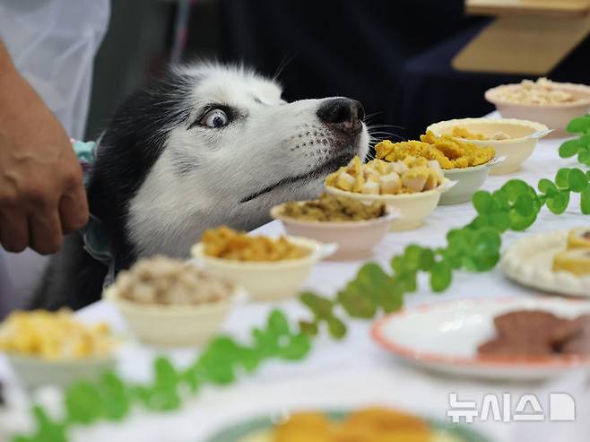 [고양=뉴시스] 전진환 기자 = 5일 오전 경기도 고양시 킨텍스에서 열린 '마이펫페어 2025 일산'에서 한 반려견이 반려견용 간식을 바라보고 있다. 2025.09.05. amin2@newsis.com