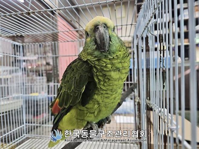 지난 16일 서울 영등포구 양평동에 있는 한 카페에서 구조된 앵무새. 연합뉴스 (한국동물구조관리협회 제공)