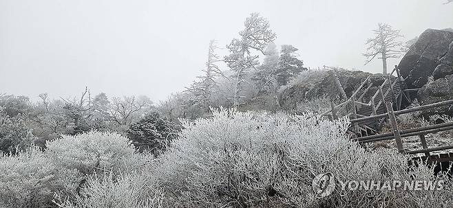 지리산 올해 첫눈 (산청=연합뉴스) 지리산국립공원 경남사무소는 지리산에 올해 첫눈이 내리고 첫 상고대가 피었다고 18일 밝혔다.
    사진은 이날 첫눈이 내린 지리산의 모습. 2025.11.18 [지리산국립공원 경남사무소 제공. 재판매 및 DB 금지] home1223@yna.co.kr