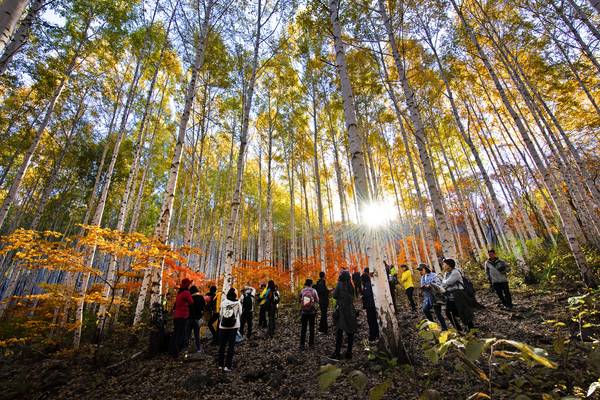인제 원대리 자작나무숲 등산로. /인제군청·인제국유림관리소 제공