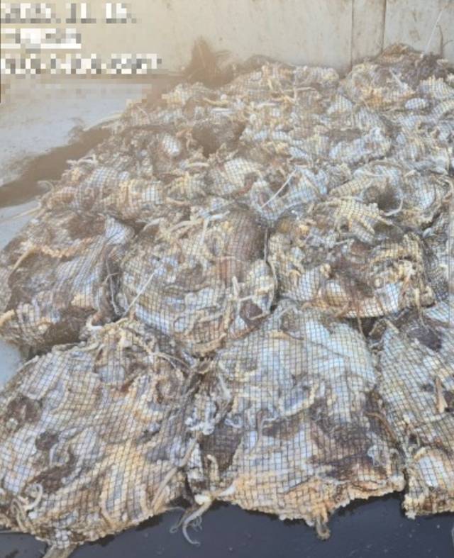 지난 16일 군산의 한 낚시어선이 출항해 잡아 올린 주꾸미 뭉태기. /낚시어선 조과량 갈무리