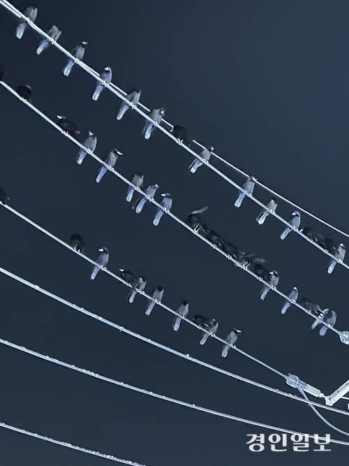 수원시 영통구 아주대삼거리 인근 전깃줄에 떼까마귀 수십마리가 앉아 있다. 2025.11.11 /목은수기자wood@kyeongin.com