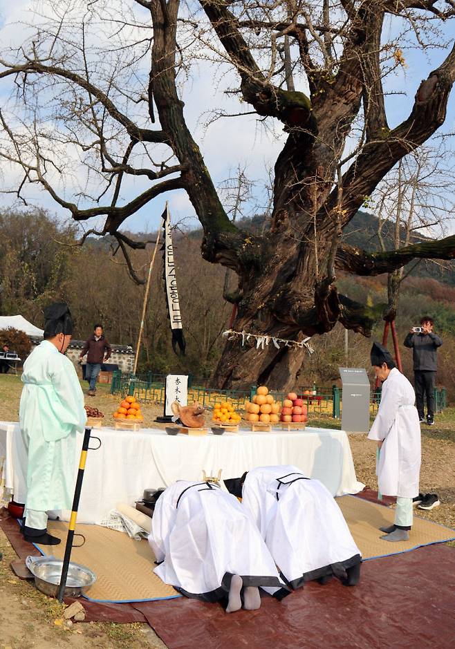 부안임씨 전서공파 대종회는 20일 세종시 세종동에서 제4회 임난수 은행나무 목신제를 거행했다. /사진=이은지 기자