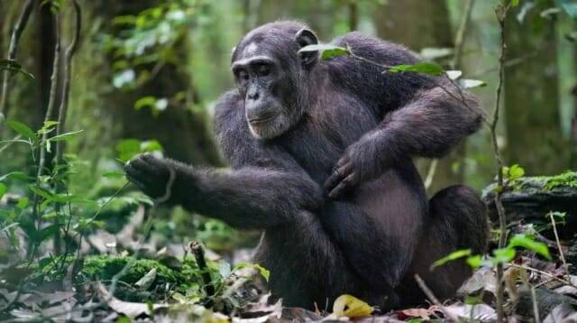 키발레 산림 국립공원의 침팬지의 모습. 기사 내용과 직접 관련 없음.  (사진=위키피디아)