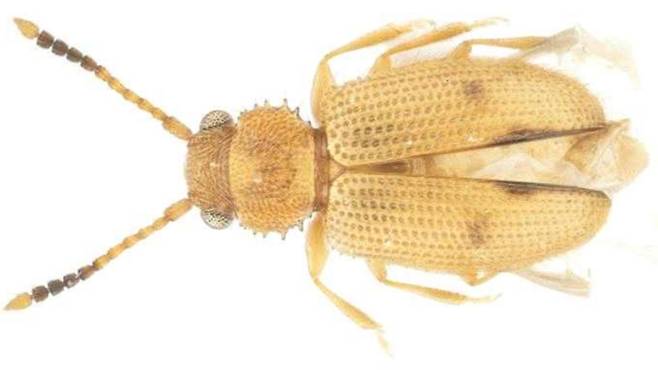 제주에서 발견된 닮은모래가는납작벌레