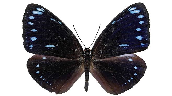 거제도에서 발견된 푸른줄까마귀왕나비