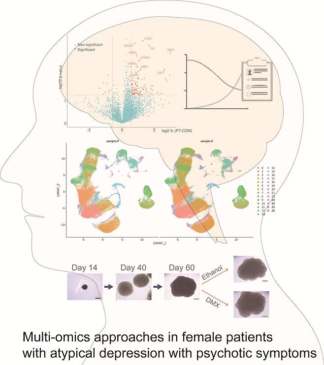A diagram of from the "Exploration of Novel Biomarkers Through a Precision Medicine Approach Using Multi-Omics and Brain Organoids in Patients With Atypical Depression and Psychotic Symptoms" study by a team of researchers at KAIST [KAIST]