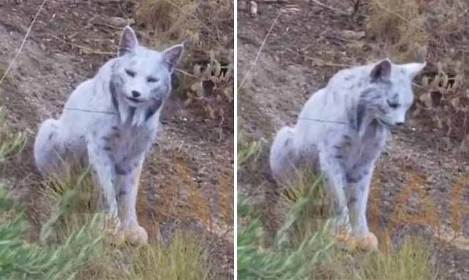 양헬 이달고 인스타그램