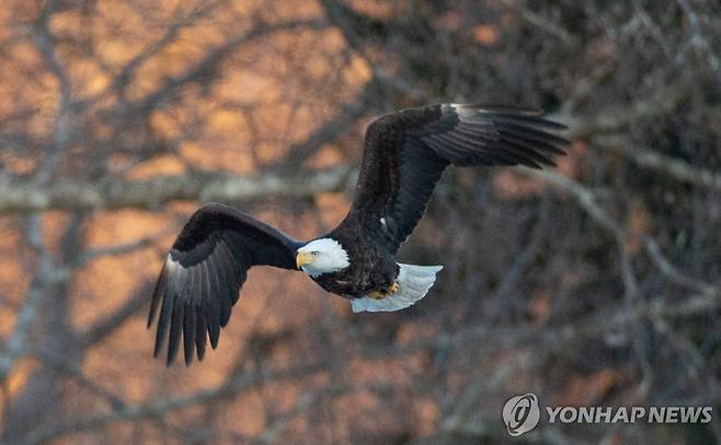 흰머리독수리 [EPA=연합뉴스. 재판매 및 DB 금지]