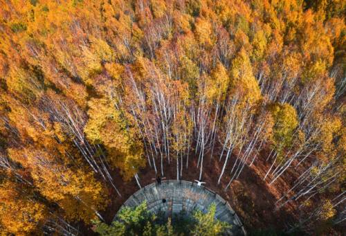 인제 원대리 자작나무숲 전경