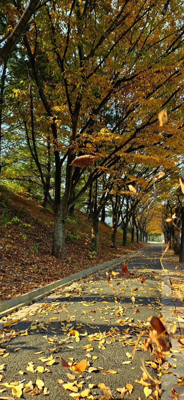 대구미술관에서 만난 단풍길.